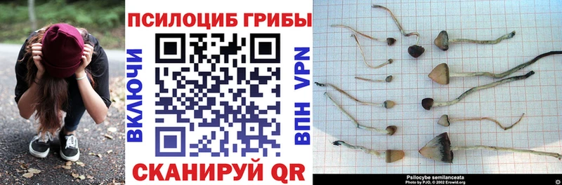 это как зайти  где купить наркоту  Ижевск  Псилоцибиновые грибы Psilocybe  блэк спрут tor 